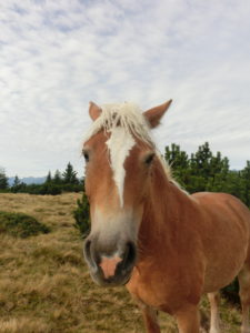 Haflinger (1)