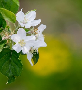 Fiori di melo bianchi con foglie verdi davanti a uno sfondo sfocato.