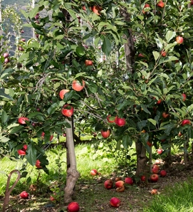 Meli con mele rosse mature crescono in un frutteto verde.