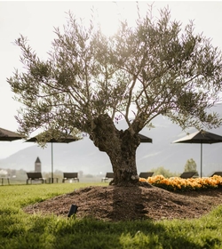 Ein Olivenbaum steht auf der begrünten Sky-Spa-Terrasse mit Liegen und Sonnenschirmen im Hintergrund.