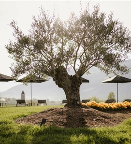 Ein Olivenbaum steht auf der begrünten Sky-Spa-Terrasse mit Liegen und Sonnenschirmen im Hintergrund.