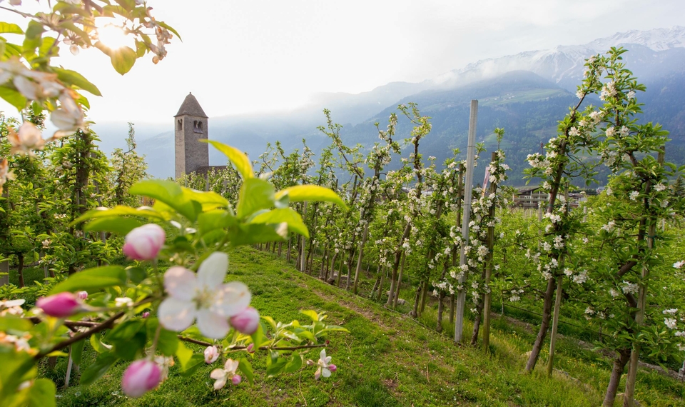 Ein blühender Obstgarten mit jungen Bäumen und einem Turm vor der Bergkulisse.