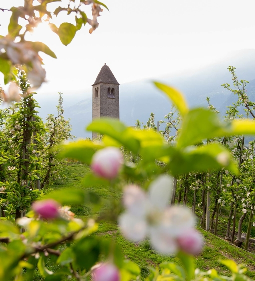 Un campanile si erge tra alberi da frutto in fiore con le montagne sullo sfondo.
