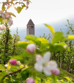 Un campanile si erge tra alberi da frutto in fiore con le montagne sullo sfondo.